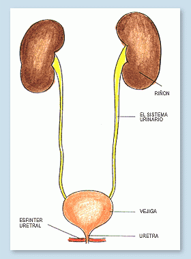Aparato excretor